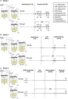 In vitro Study of Lactobacillus paracasei CNCM I-1518 in Healthy and Clostridioides difficile Colonized Elderly Gut Microbiota